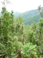 Mamu Canopy Walk