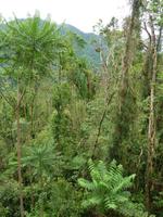 Mamu Canopy Walk