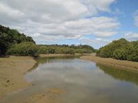 Mangroven bei Ebbe