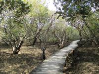Mangroven bei Ebbe