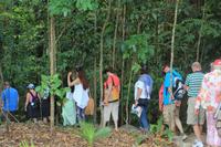 Mossman Gorge