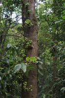 Mossman Gorge
