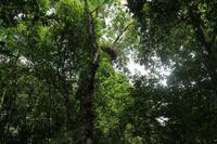Mossman Gorge