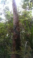 Mossman Schlucht