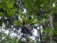 Mossman Schlucht