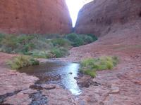 Olgas