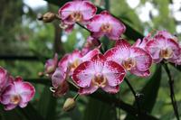 Orchideengarten Singapr