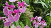 Orchideengarten im Botanischen Garten Singapur 