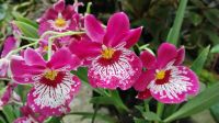 Orchideengarten im Botanischen Garten Singapur 