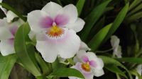 Orchideengarten im Botanischen Garten Singapur 