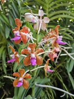 Orchideengarten
