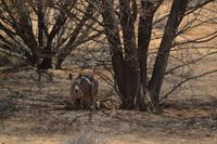 Outback (1)