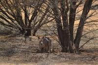 Outback (2)