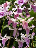 P1020939-im Orchideengarten in Singapur