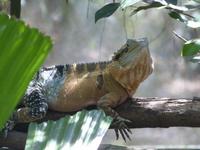 P1030589-Leguan