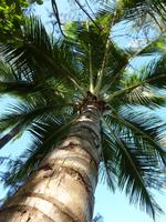 Palm Cove