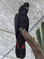 Papagei