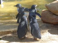 Pinguin