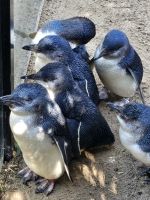 Pinguine