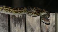 Python