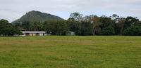Rückfahrt nach Cairns - Wiese mit vielen süßen Wallabys 