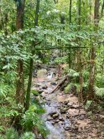 Regenwald 