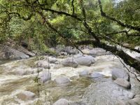 Regenwald 