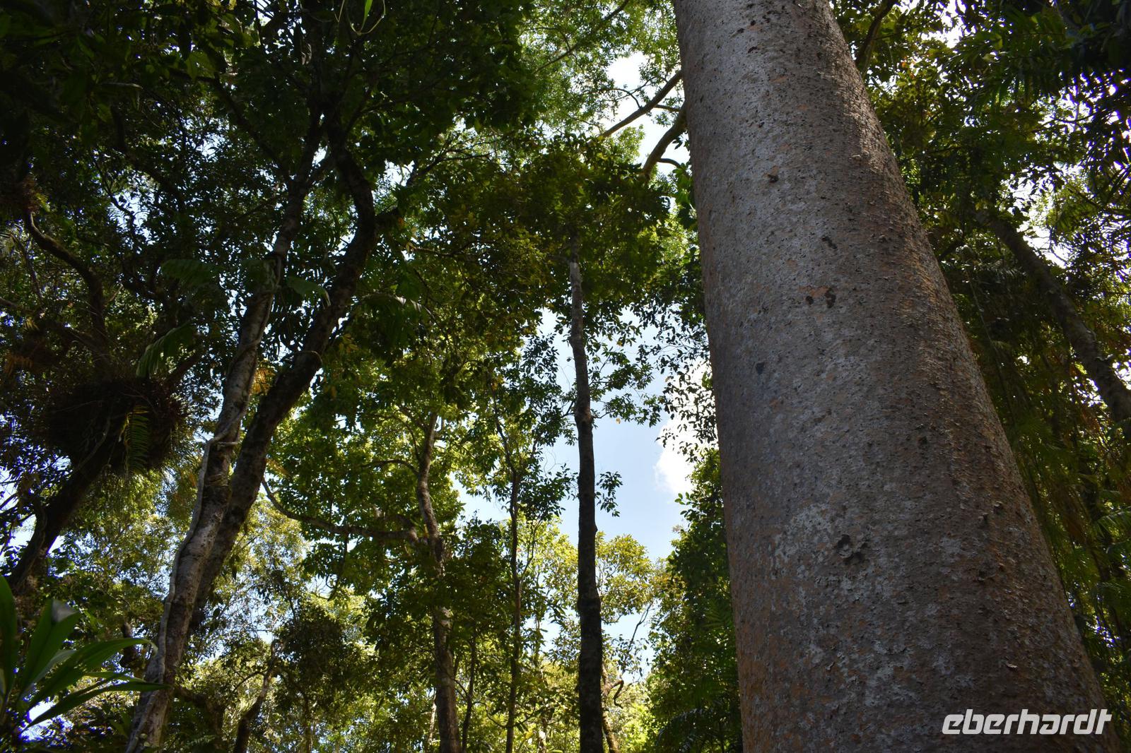 Regenwald nahe Palm Cove