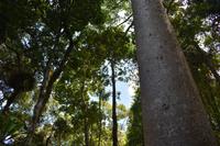 Regenwald nahe Palm Cove