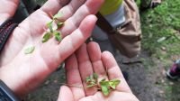 Rundreise Australien - Besuch im Pudakul Aboriginal Center - Rundgang im Busch