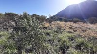 Rundreise Australien - Buschmedizin im Outback