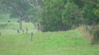 Rundreise Australien - Kängurus auf dem Weg nach Melbourne