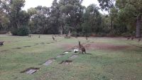 Rundreise Australien - Kängurus in Perth