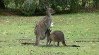 Rundreise Australien - Kängurus in Perth