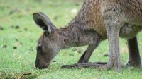 Rundreise Australien - Kängurus in Perth