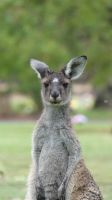 Rundreise Australien - Kängurus in Perth