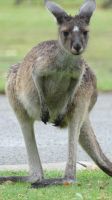 Rundreise Australien - Kängurus in Perth