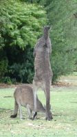 Rundreise Australien - Kängurus in Perth
