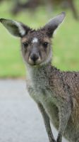 Rundreise Australien - Kängurus in Perth
