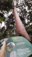 Rundreise Australien - Kauri-Baum im Regenwald bei Cairns
