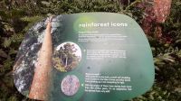 Rundreise Australien - Kauri-Baum im Regenwald bei Cairns