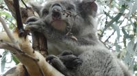 Rundreise Australien - Koala auf dem Weg zur Great Ocean Road