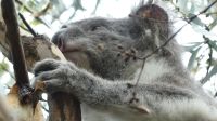 Rundreise Australien - Koala auf dem Weg zur Great Ocean Road