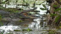 Rundreise Australien - Krokodilsichtung während der Bootsfahrt auf dem Yellow River