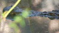 Rundreise Australien - Krokodilsichtung während der Rückfahrt nach Darwin