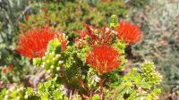 Rundreise Australien - Rundfahrt in Perth mit Botanischen Garten
