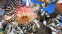 Rundreise Australien - Rundfahrt in Perth mit Botanischen Garten