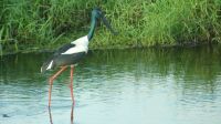 Rundreise Australien - Schwarzhals-Storch während der Rückfahrt nach Darwin