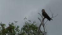 Rundreise Australien - Seeadler bei der Bootsfahrt auf dem Yellow River