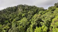 Rundreise Australien - Seilbahnfahrt über den Regenwald bei Cairns